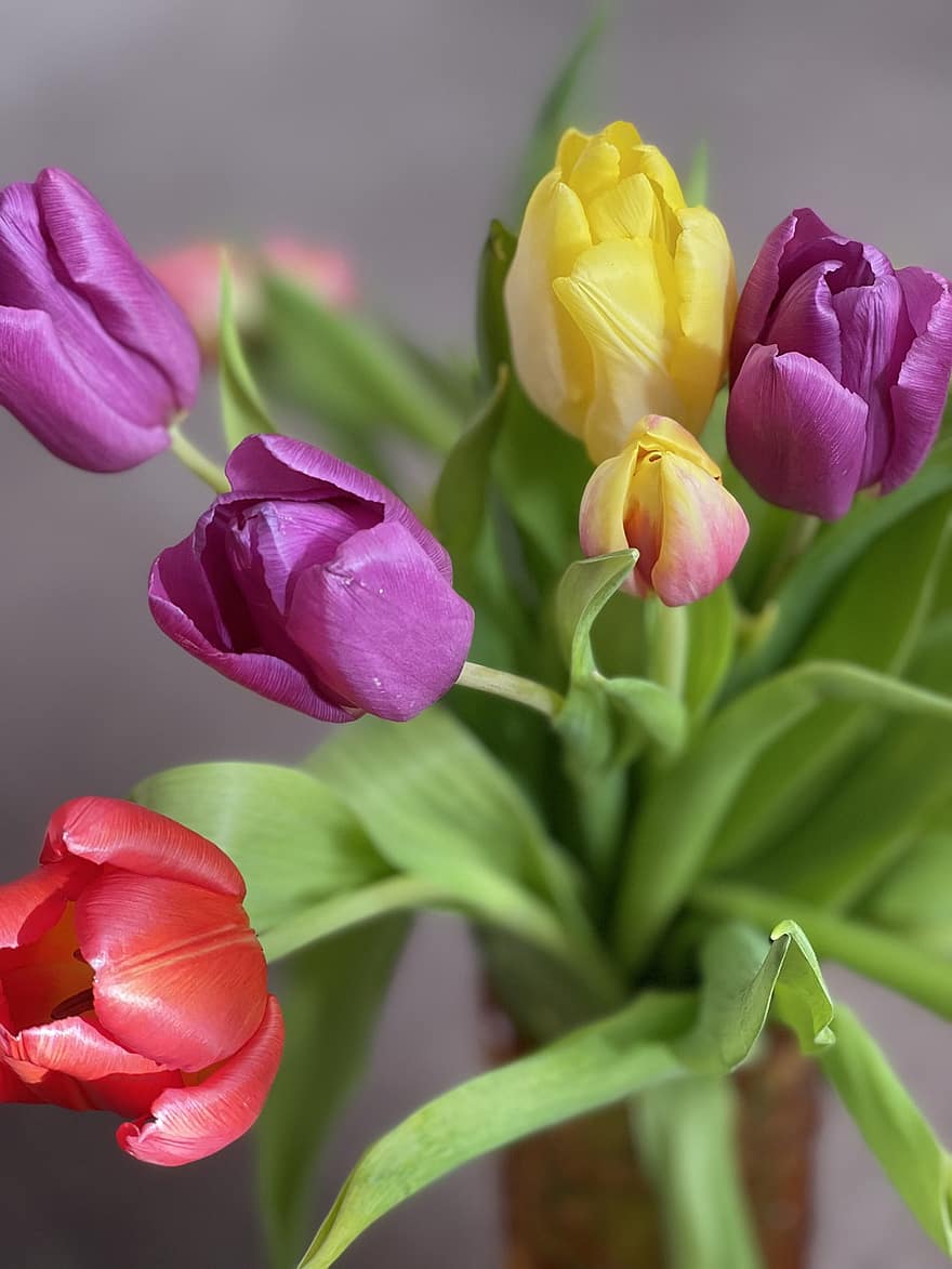 tulipas, flores, flora, tulipa, plantar, flor, cabeça de flor, pétala, folha, fechar-se, frescura