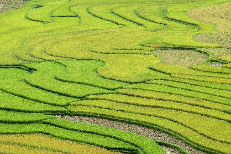 campos de arroz, terrazas de arroz, agricultura, noroeste, gradas, granja, naturaleza, crecimiento, arrozal, tierra, curva