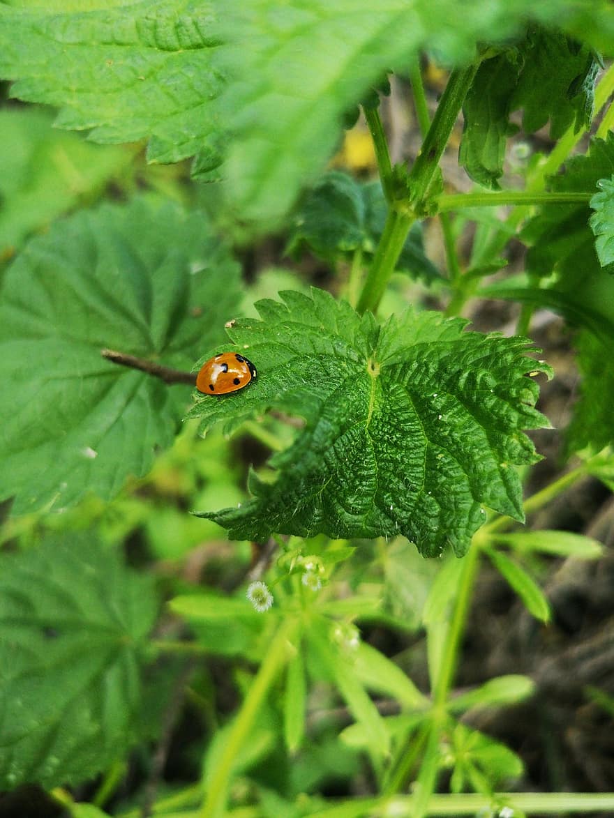 Ladybug, Nature, Lady Beetle, Beetle, Insect, Close Up, Polka Dots, Spotted, Plant