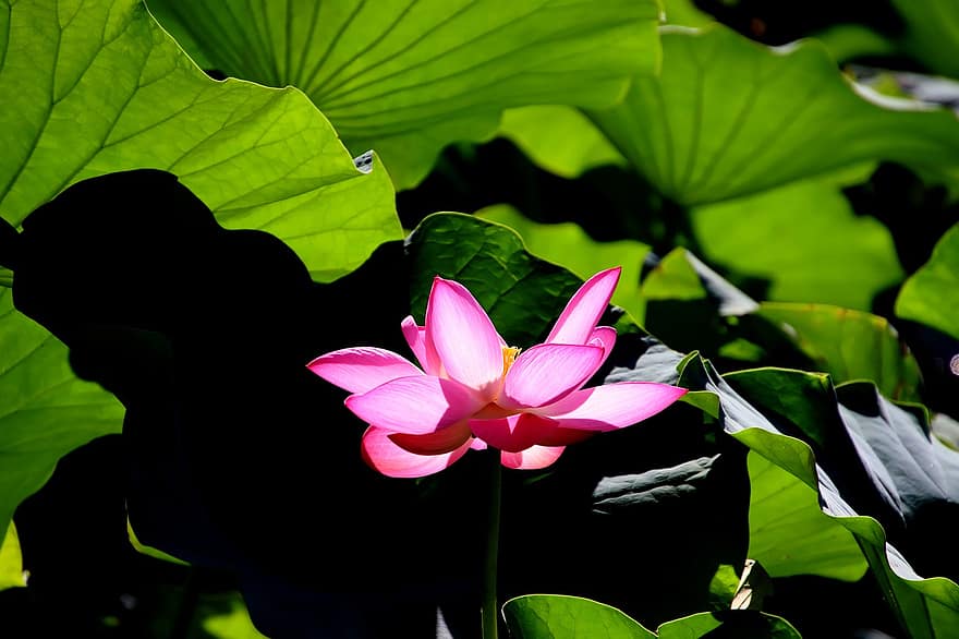 květ, lotus, vodní rostliny, Příroda, rybník, rostlina, list, letní, detail, květu hlavy, zelená barva