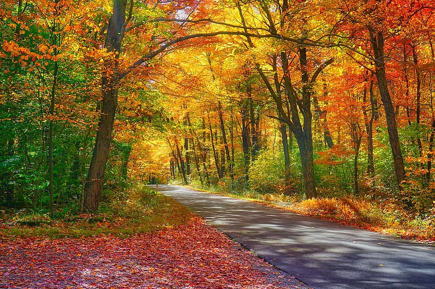 út, erdő, ősz, esik, fák, levelek, lombozat, pálya, útvonal, járda, tájkép