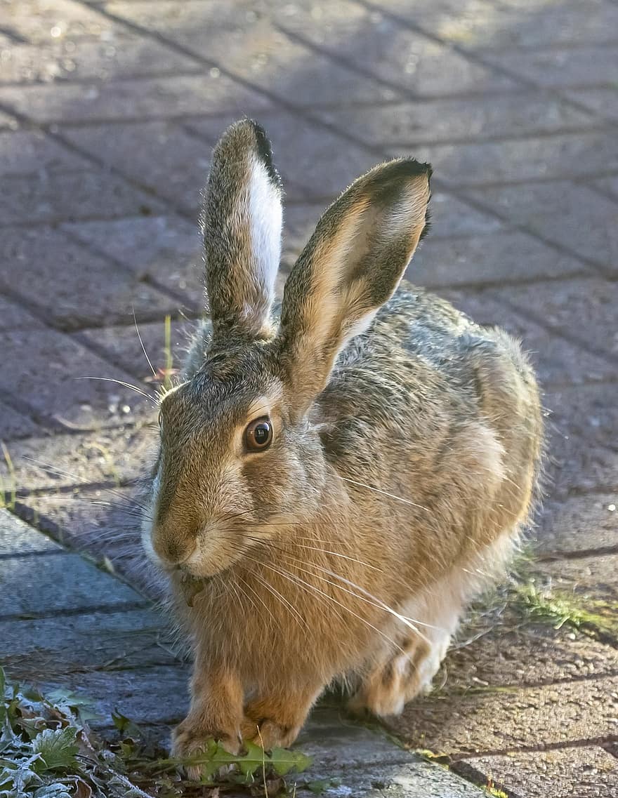 토끼, 빗발, 동물, 야생 동물, 자연, 포유 동물, 귀엽다, 애완 동물, 작은, 잔디, 농장