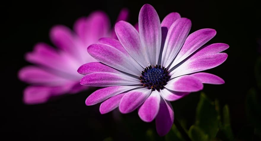 Flower, Cape Basket, Blossom, Bloom, Garden, Plant, Purple, close-up, petal, summer, flower head