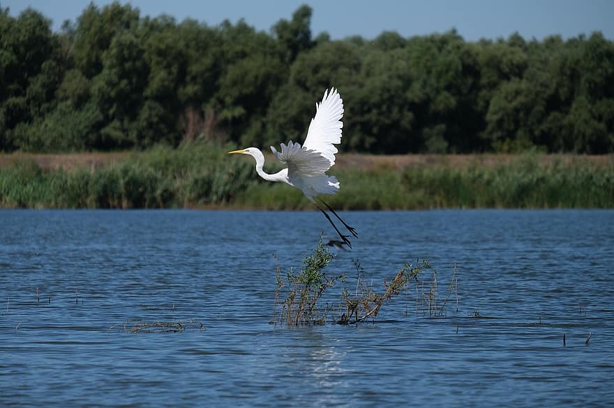 Great White Egret, Bird, Flight, Flying Bird, Wading Bird, Long-legged, Long-necked, Ave, Avian, Ornithology, Bird Watching
