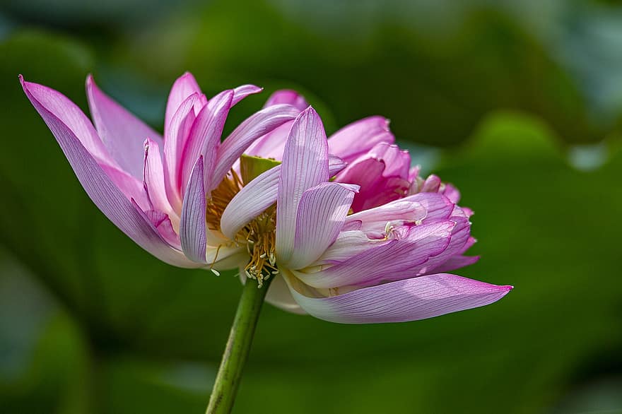 lotus, flor, flor de lotus, flor rosa, pètals, pètals de color rosa, florir, planta aquàtica, flora