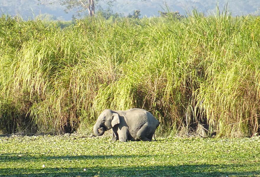 słoń, słoń indyjski, Elephas Maximus Indicus, zwierzę, ssak, dzikiej przyrody, zwierzę gruboskóre, park, krajowy, kaziranga, Assam
