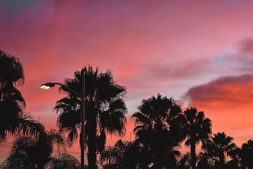 Sunset, Sky, Palm Trees, Street Light, Street Lamp, Silhouettes, Tree Silhouettes, Dusk, Twilight, Afterglow, Clouds