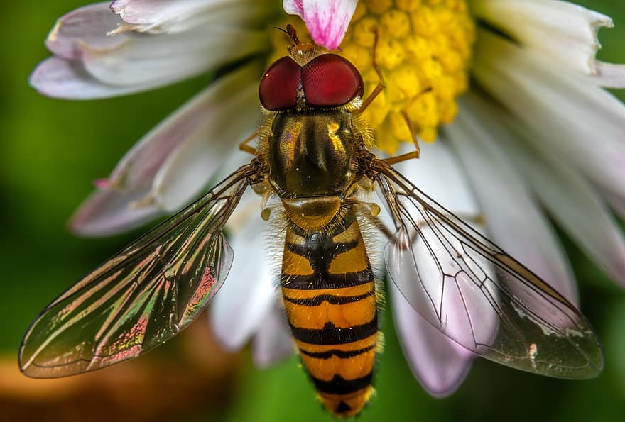 hoverfly, böcek, çiçek, kapatmak, kanatlar, polen, Çiçek açmak, hayvan, tozlaşma, Bahçe, doğa