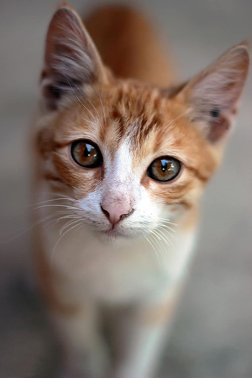 kat, feline, kitty, kæledyr, kattens øjne, dyreportræt, nuttet