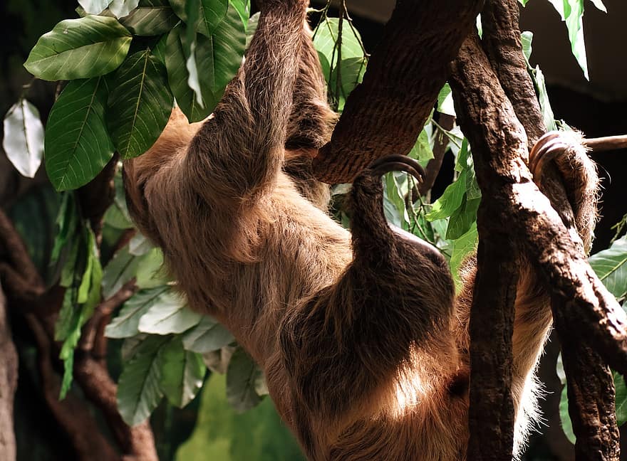 Sloth, Tree, Upside-down, Climbing, Wildlife, Africa, Madagascar, Asia, Monkey, Ape, Primate