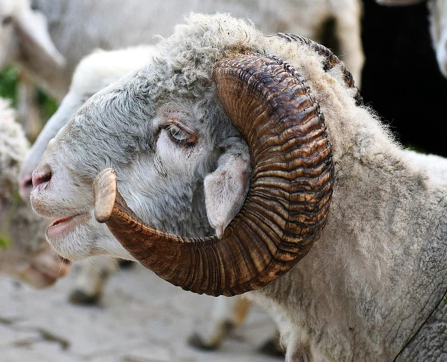 ovelha, animal, chifre, cabeça, ovelha bighorn, masculino, RAM, mamífero, lã, pecuária, com chifres