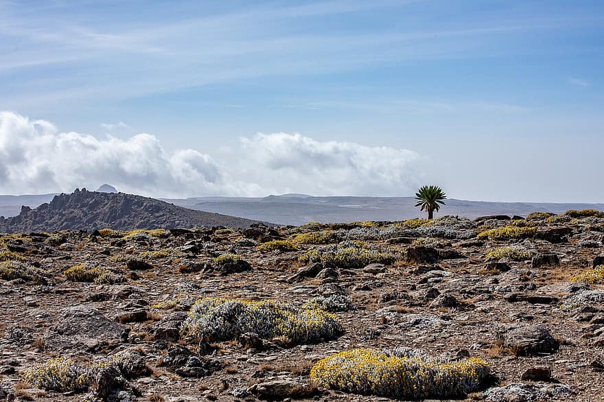 berg, vegetation, gräs, bal, Bale nationalpark, hög höjd, etiopien