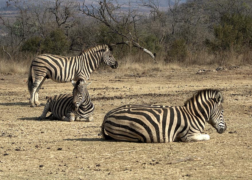 hayvan, zebra, memeli, yaban hayatı, safari, Türler