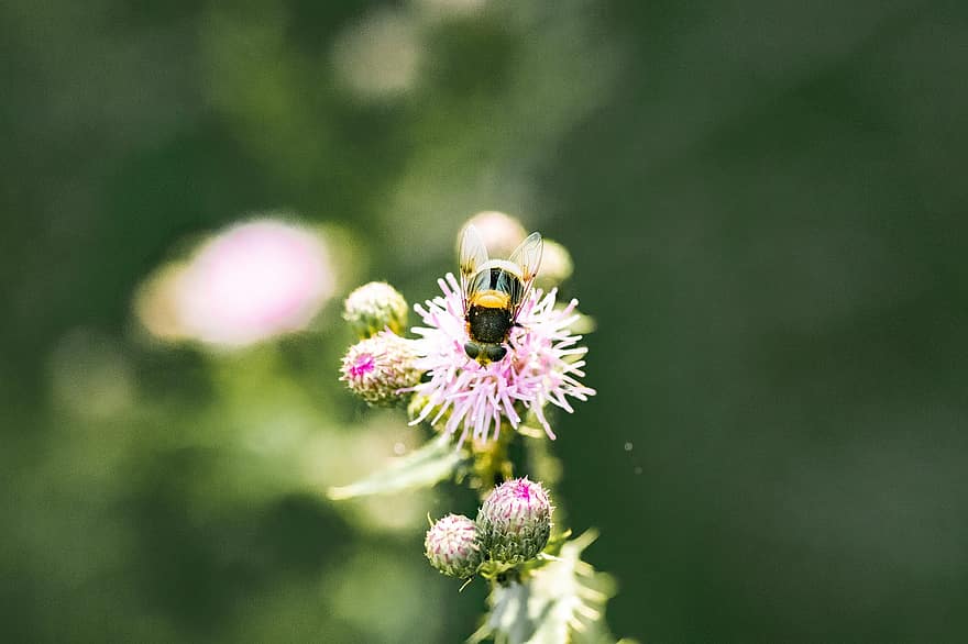 земна пчела, пчела, цветя, магарешки бодил, насекомо, опрашване, растение, природа, боке, макро