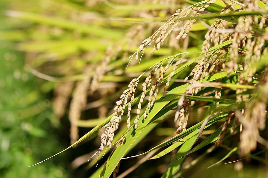 ch, Azijos ryžiai, ryžiai, izaakas, vaisiai, ruduo, grūdai, augalų, pobūdį, kraštovaizdį, ryžių paddies