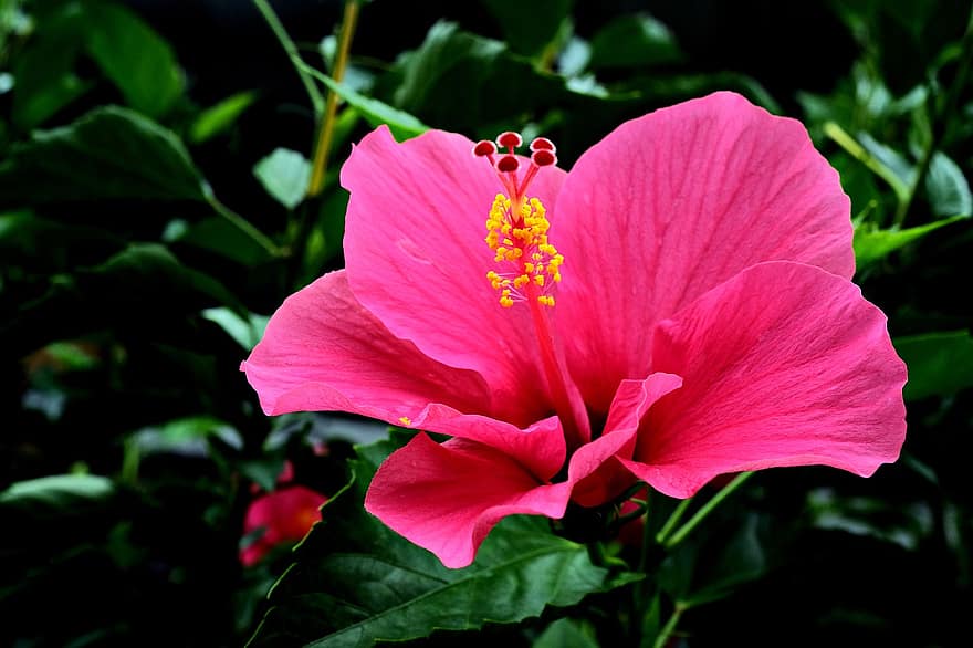 hibiscus, flor rosa, hibiscos de color rosa, jardí, flor, flora, planta, primer pla, full, cap de flor, pètal