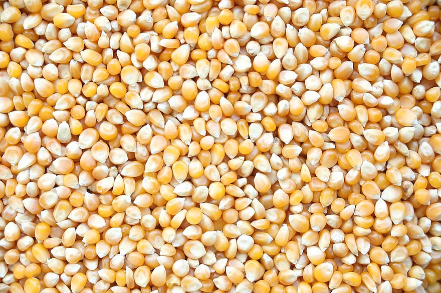 Grain, Corn, Corn Kernels, Nature, yellow, food, agriculture, backgrounds, crop, seed, healthy eating