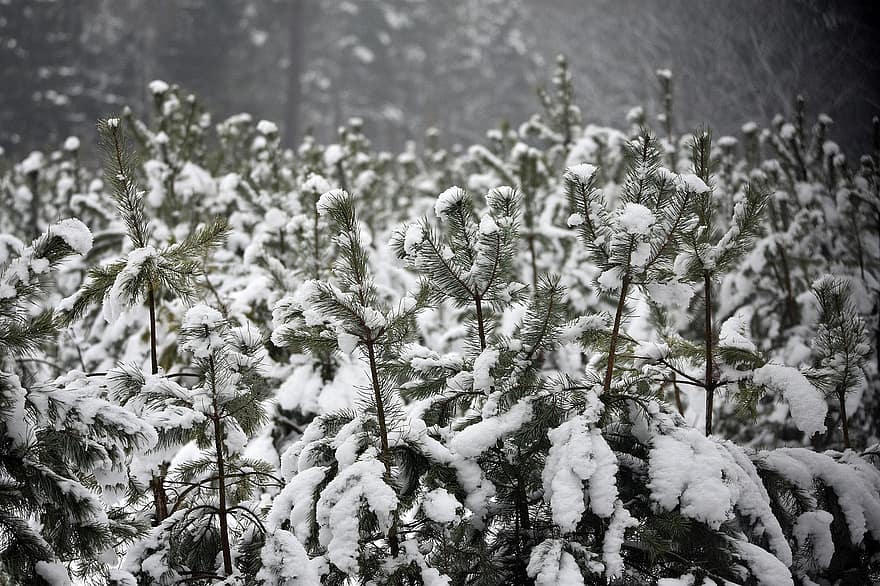Młodnik, cây thông, cây, rừng, chi nhánh, Thiên nhiên, trắng, màu xanh lá, mùa đông, tuyết, lạnh