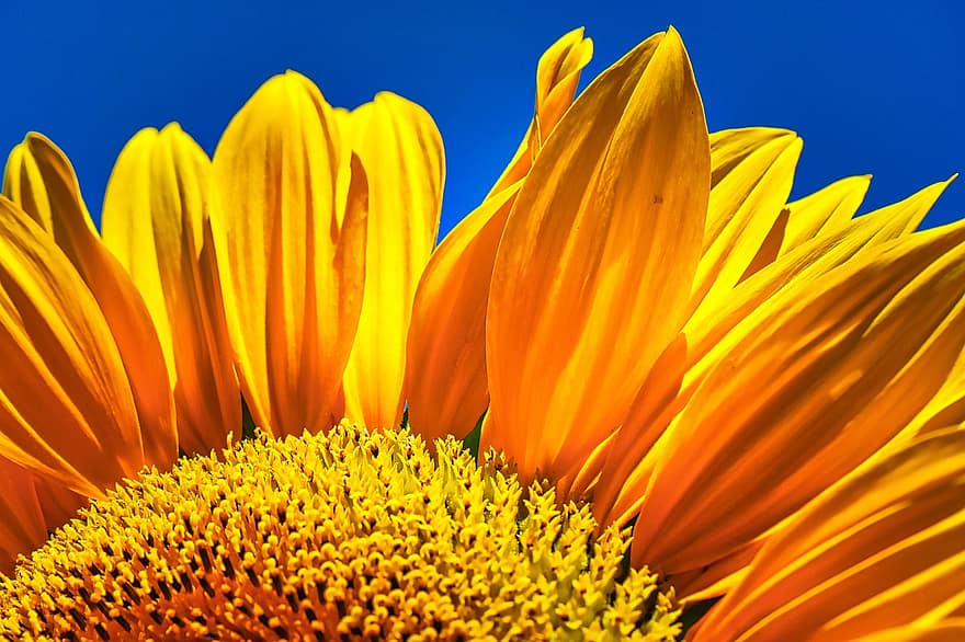 Sunflower, Bright, Yellow, Nature, Blossom, Bloom, Flora, Sunny, Summer, Plant, Pollen