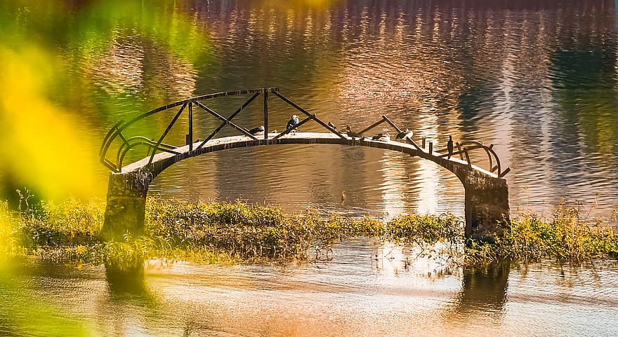 puente roto, lago, hierba, aves, puente, agua, estanque, al aire libre, parque, naturaleza, arquitectura