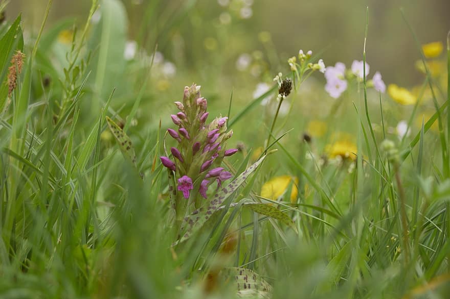 Flowers, Grass, Orchid Meadow, Orchid, Spring, Violet, Wild Plant