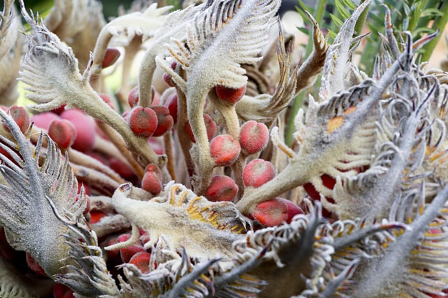 palma de sagu, cycas revoluta, sagu cycad, árvore de ferro, fruta, macro