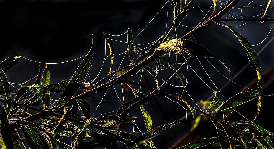 pókháló, természet, éjszaka, közelkép, levél növényen, növény, háttérrel, harmat, pók, csepp, ág