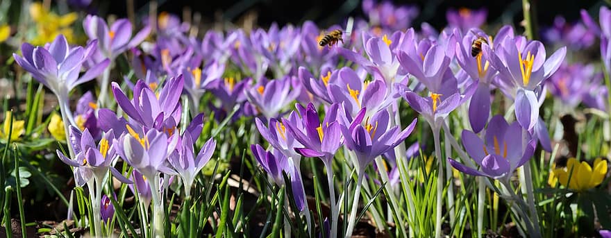bičių, gėlės, apdulkinimas, vabzdys, entomologija, pobūdį, sezoną, pavasaris, Crocus, panorama, fonas