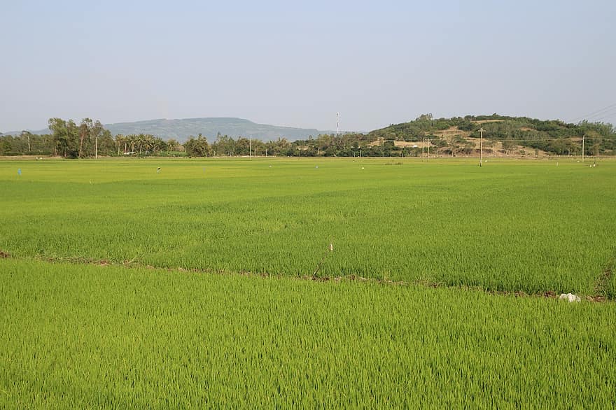 Vietnam, Asia, Field, Rice, Farmer, Agriculture, Farm, Green, Nature, Travel, Sky
