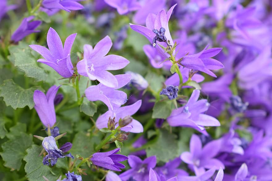 bunga lonceng, bunga-bunga, bunga ungu, kelopak, kelopak ungu, berkembang, mekar, flora, tanaman, menanam, bunga
