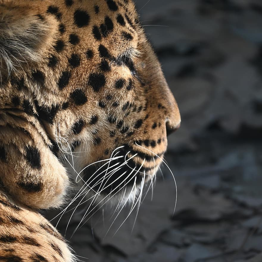 animal, leopardo, mamífero, fera, espécies, fauna, animais em estado selvagem, gato não domesticado, felino, fechar-se, espécies em perigo