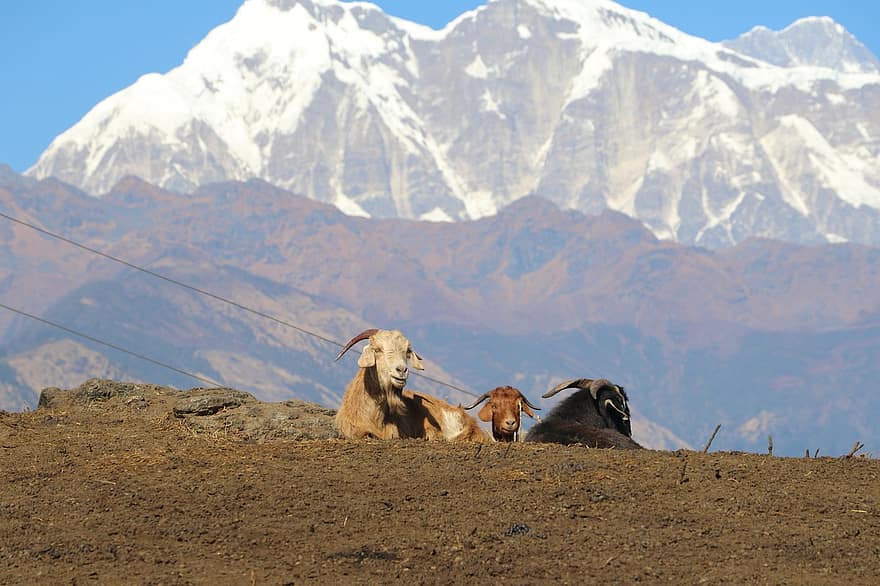 ovelles, Ovella de l'Himàlaia, Lamjung Ghalegaun, Ghalegaun Lamjung, Ghalegaun Nepal, Lamjung Nepal, cabra, Shee I Cabra, animals, vida salvatge, Ovella del Nepal