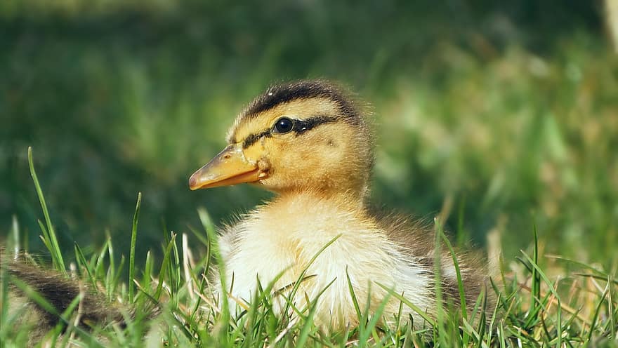 Ducklings, Ducks, Mallard, Water Bird, Animals, Wildlife, grass, beak, duck, cute, duckling