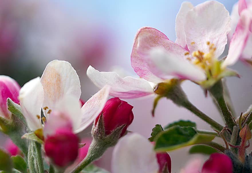 цвіт яблуні, квіти, рожеві квіти, флора, цвітіння, весна, відділення, природи, плодове дерево