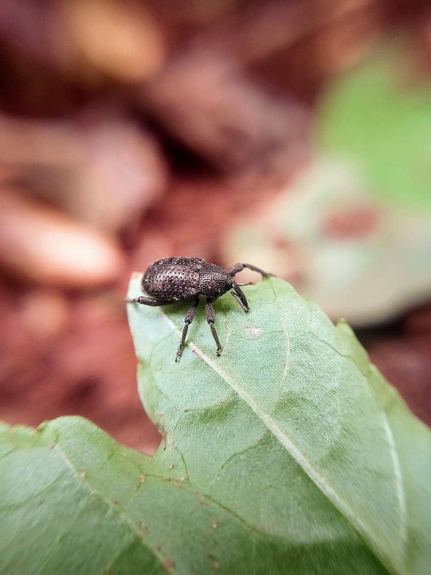 boll weevil, insect, beetle