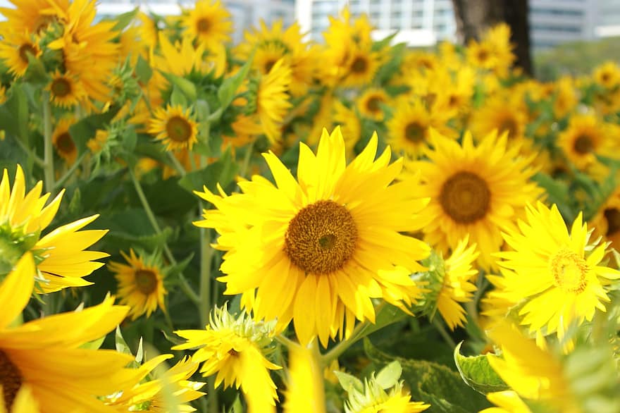 Sonnenblumen, gelbe Blumen, Sonnenblumenfeld, Natur, Pflanze, Gelb, Sommer-, Blume, grüne Farbe, Nahansicht, Wiese