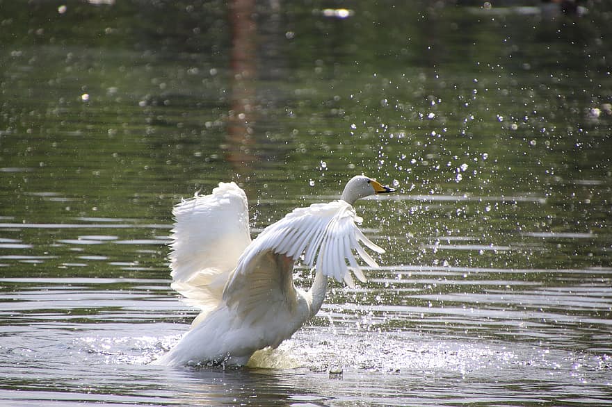 Swan, Flapping, Lake, White Swan, Wings, Bird, Water Bird, Aquatic Bird, Waterfowl, Animal, Fauna