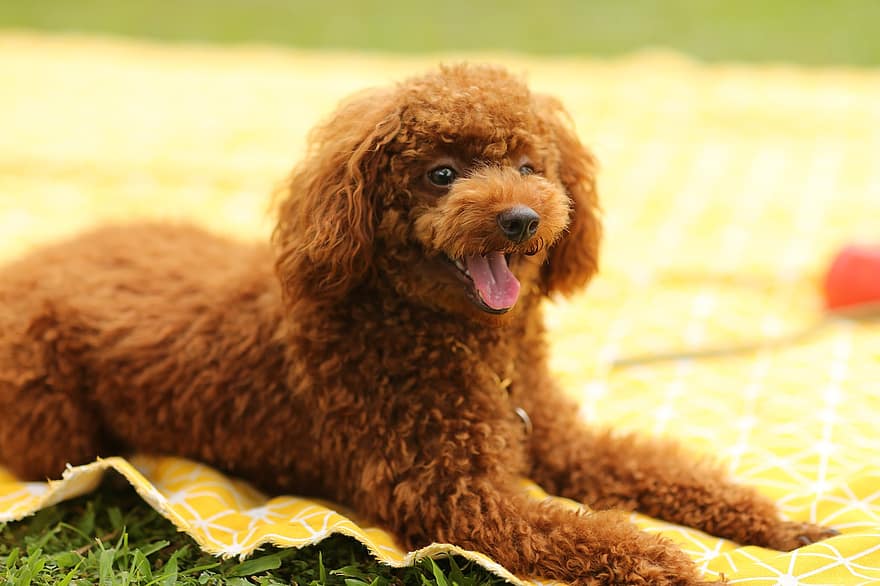 Dog, Puppy, Poodle, Pet, Animal, Pup, Young Dog, Domestic Dog, Canine, Mammal, Furry