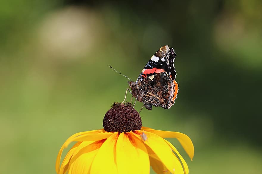 kupu-kupu, bunga-bunga, kelopak, alam, serangga, sayap, biologi, menanam, antena, ilmu serangga