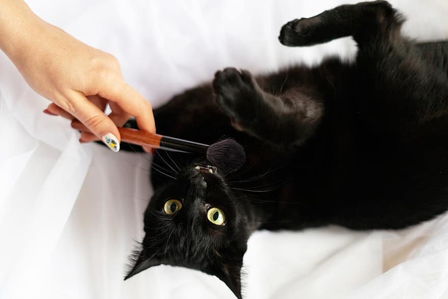 chat, chat noir, chambre, lit, pinceau de maquillage, mammifère, animal de compagnie