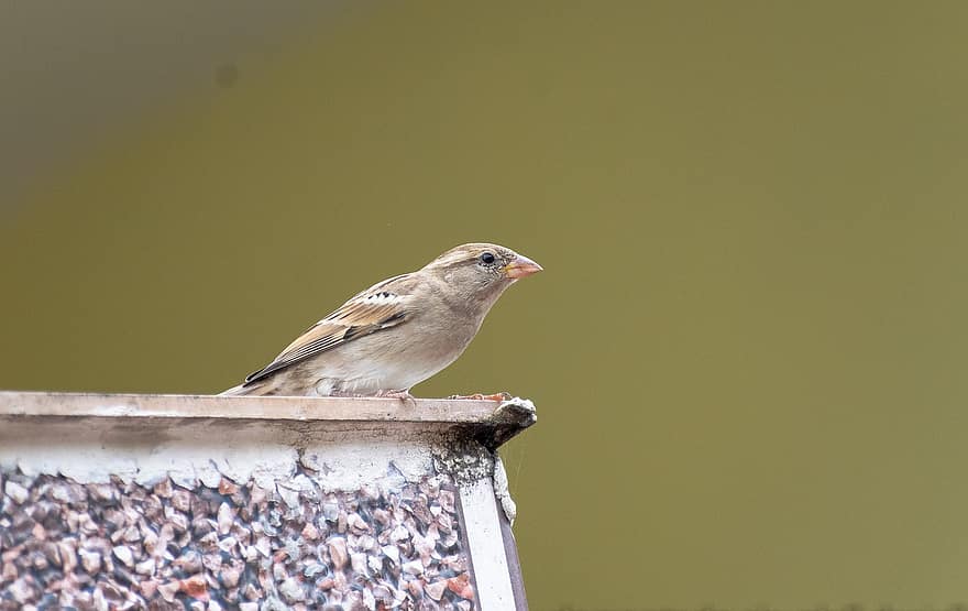 Bird, Sparrow, Ornithology, Plumage, Sperling, Avian, Songbird, Beak