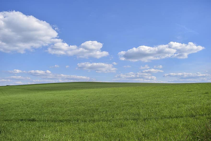 поле, трава, природа, пейзаж, небо, облака, летом, сценический, луг, зеленый, идиллический