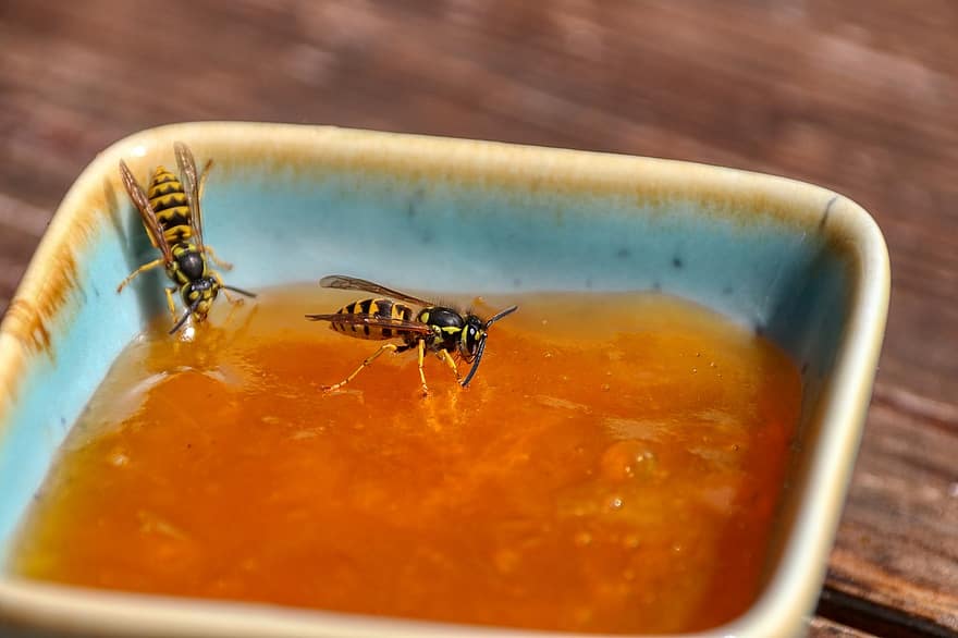 hvepse, insekt, vinger, mad, marmelade, beholder, sød, spise