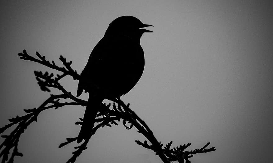 silhouette, oiseau, animal, oiseau chanteur, faune, plumage, branche, perché, ornithologie, l'observation des oiseaux, la nature