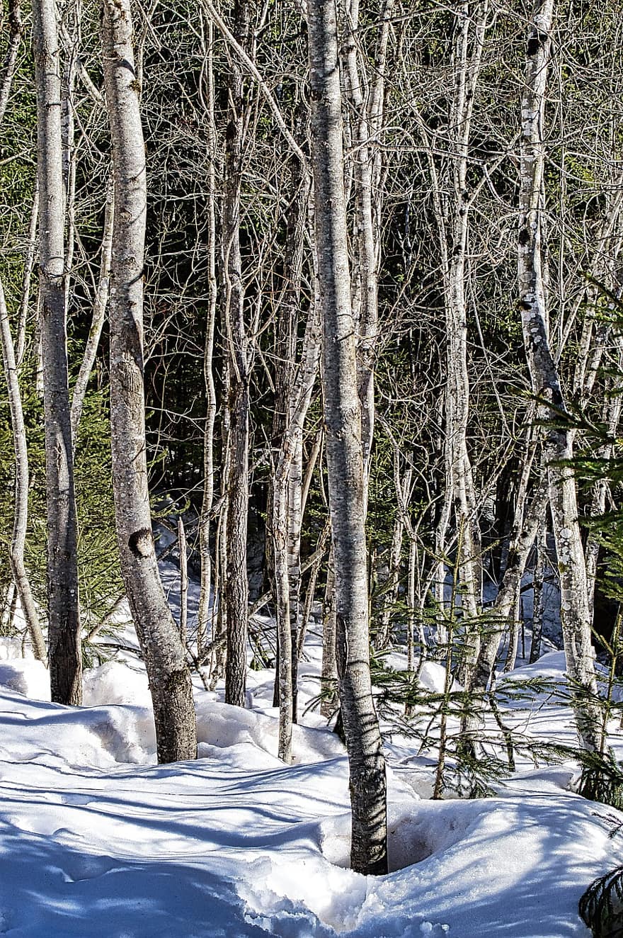 zimowy, drzewa, las, śnieg, runo, Natura, krajobraz, Las, Góra, Alpy, sixt-fer-à-cheval