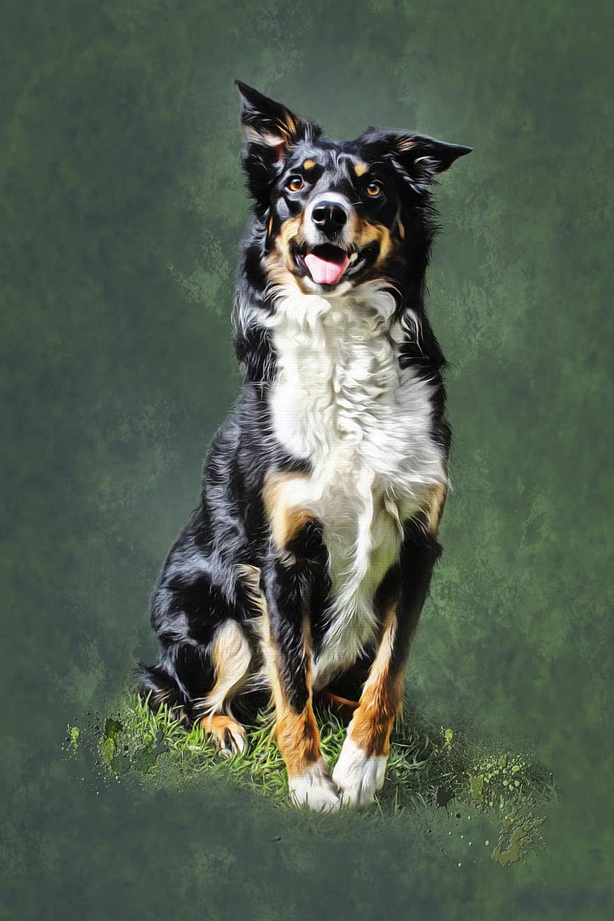 šuo, collie, portretas, naminių gyvūnėlių, stoikas