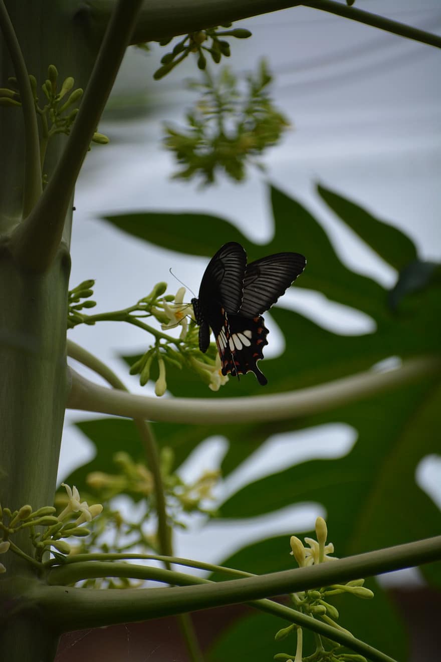 Butterfly, Insect, Flower, Green, Papaya Tree, Papaw Tree, Black Butterfly