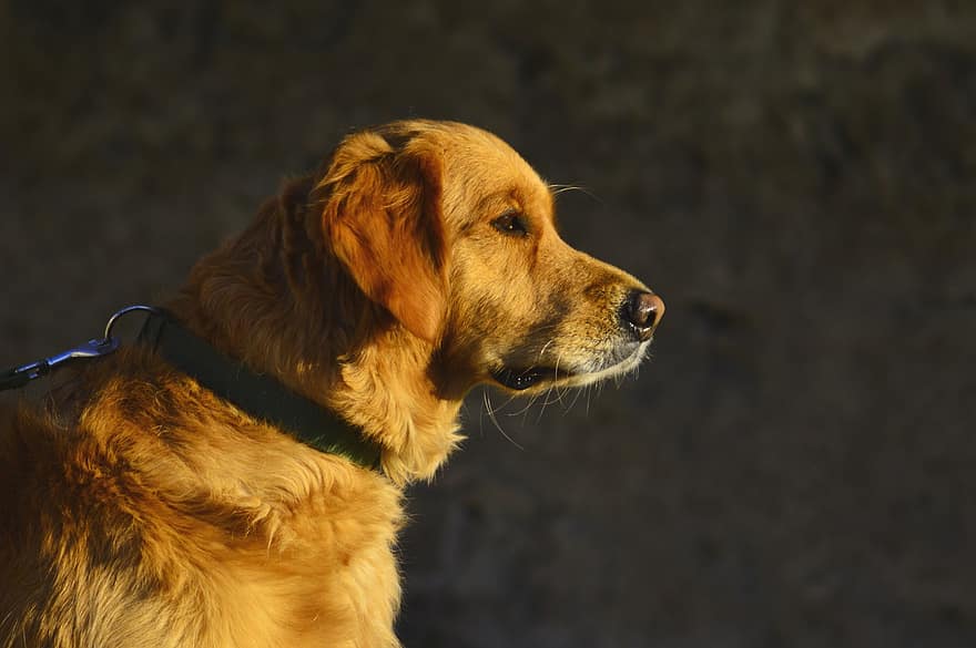 Labrador Retriever, Dog, Pet, Labrador, Animal, Domestic, Canine, Mammal, Cute, Snout, Fur