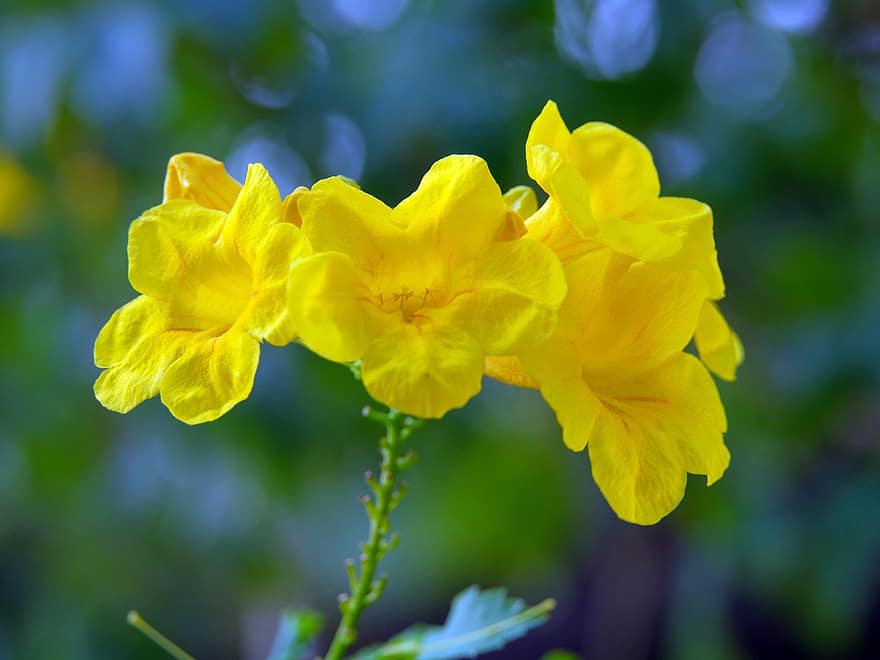 Желтый старейшина, желтые цветы, Tecoma Stan, природа, желтый, крупный план, цветок, завод, летом, лист, лепесток