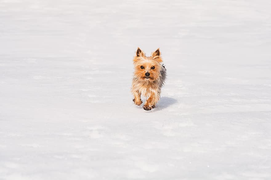 dyr, kjæledyr, hund, canine, pattedyr, avle, vinter, snø, Yorkshire Terrier, terrier, søt